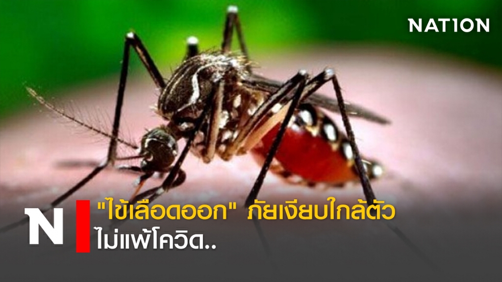 "ไข้เลือดออก" ภัยเงียบใกล้ตัว ไม่แพ้โควิด..