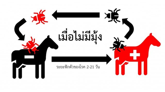 ม้ายังตายไม่หยุด ยอดล่าสุดทะลุครึ่งพัน!