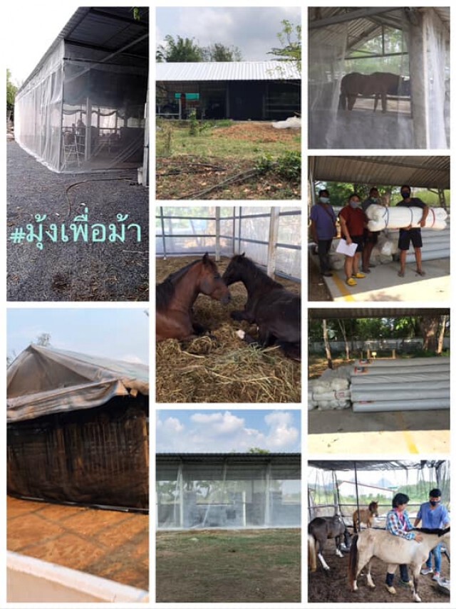 ม้ายังตายไม่หยุด ยอดล่าสุดทะลุครึ่งพัน!