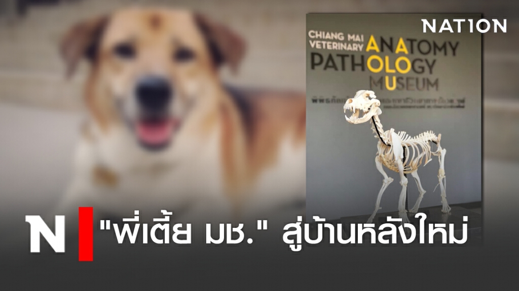 "พี่เตี้ย มช." ย้ายเข้าบ้านหลังใหม่ "พี่เตี้ย มช." ย้ายเข้าบ้านหลังใหม่