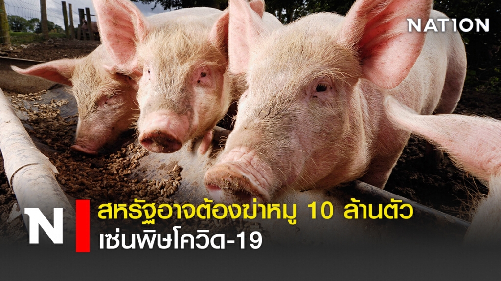 สหรัฐอาจต้องฆ่าหมู 10 ล้านตัวเซ่นพิษโควิด-19 สหรัฐอาจต้องฆ่าหมู 10 ล้านตัวเซ่นพิษโควิด-19