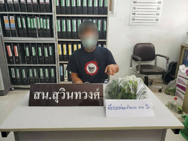 ปปส.เผยพบการลักลอบนำเข้าใบกระท่อมจากประเทศเพื่อนบ้าน