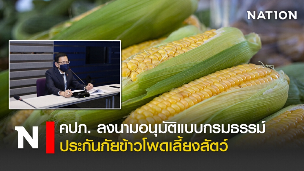 คปภ.ลงนามอนุมัติแบบกรมธรรม์ประกันภัยข้าวโพดเลี้ยงสัตว์
