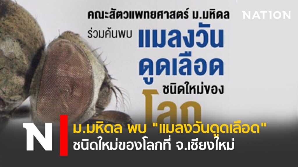 ม.มหิดล พบ "แมลงวันดูดเลือด" ชนิดใหม่ของโลกที่เชียงใหม่