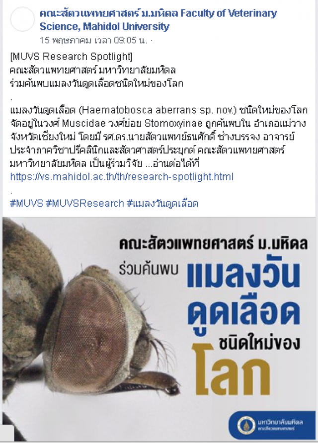 ม.มหิดล พบ "แมลงวันดูดเลือด" ชนิดใหม่ของโลกที่เชียงใหม่