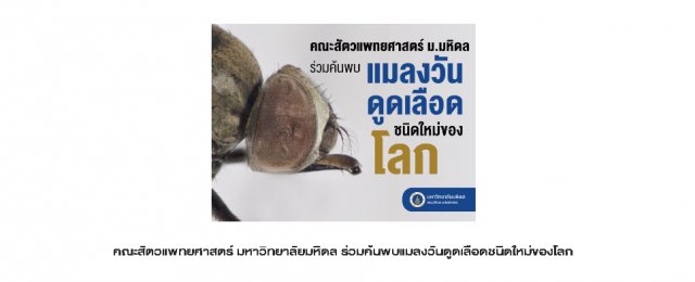 ม.มหิดล พบ "แมลงวันดูดเลือด" ชนิดใหม่ของโลกที่เชียงใหม่