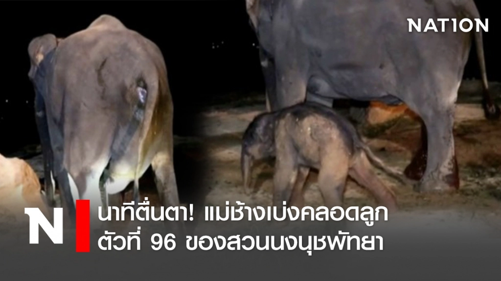 นาทีตื่นตา! แม่ช้างเบ่งคลอดลูกตัวที่ 96 ของสวนนงนุชพัทยา