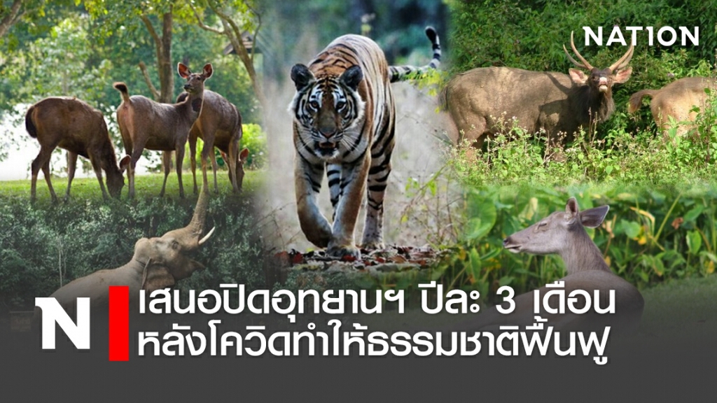 เสนอปิดอุทยานฯปีละ3เดือน หลังโควิดทำให้ธรรมชาติฟื้นฟู เสนอปิดอุทยานฯปีละ3เดือน หลังโควิดทำให้ธรรมชาติฟื้นฟู