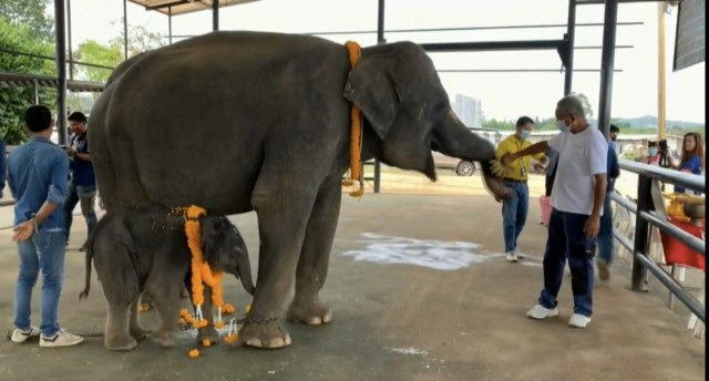 นาทีตื่นตา! แม่ช้างเบ่งคลอดลูกตัวที่ 96 ของสวนนงนุชพัทยา