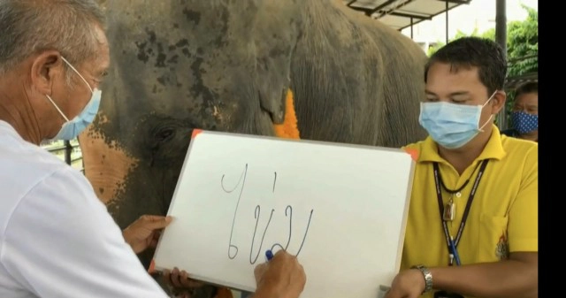 นาทีตื่นตา! แม่ช้างเบ่งคลอดลูกตัวที่ 96 ของสวนนงนุชพัทยา