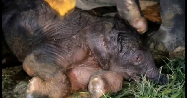 นาทีตื่นตา! แม่ช้างเบ่งคลอดลูกตัวที่ 96 ของสวนนงนุชพัทยา