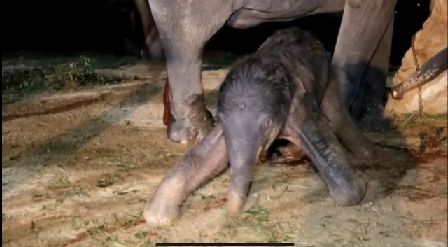 นาทีตื่นตา! แม่ช้างเบ่งคลอดลูกตัวที่ 96 ของสวนนงนุชพัทยา