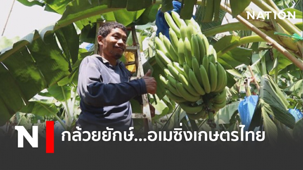 กล้วยยักษ์...อเมซิ่งเกษตรไทย กล้วยยักษ์...อเมซิ่งเกษตรไทย