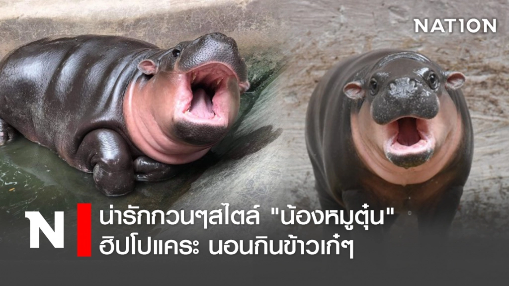 น่ารักกวนๆสไตล์ "น้องหมูตุ๋น" ฮิปโปแคระ นอนกินข้าวเก๋ๆ