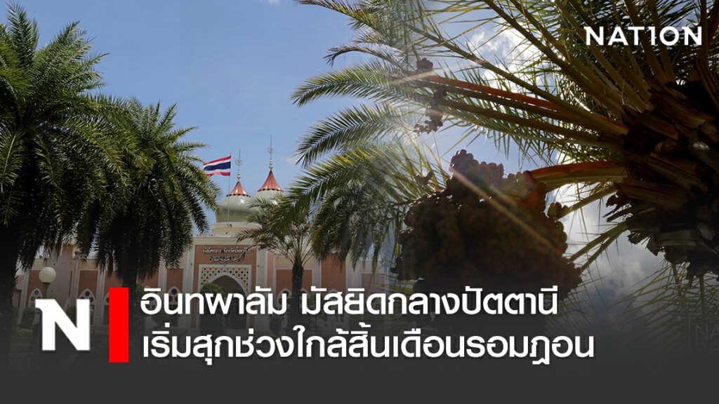 อินทผาลัม มัสยิดกลางปัตตานี เริ่มสุกช่วงใกล้สิ้นเดือนรอมฎอน อินทผาลัม มัสยิดกลางปัตตานี เริ่มสุกช่วงใกล้สิ้นเดือนรอมฎอน