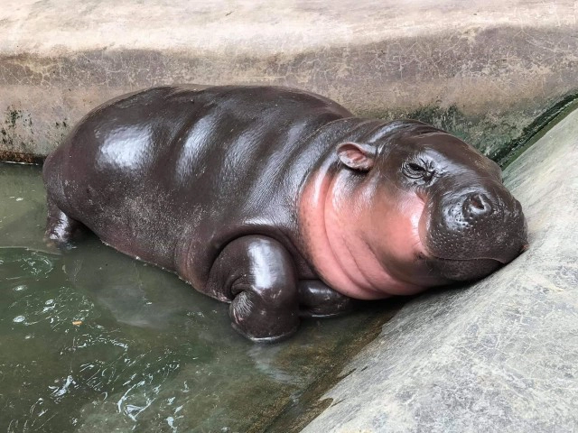 น่ารักกวนๆสไตล์ "น้องหมูตุ๋น" ฮิปโปแคระ นอนกินข้าวเก๋ๆ