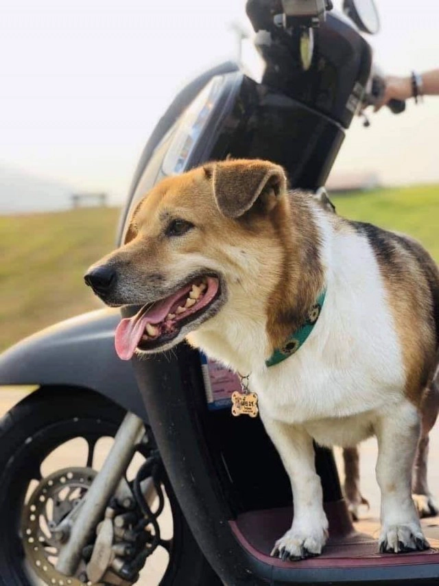 บีบหัวใจเหลือเกิน.. วอชด็อก เปิด10นาทีสุดท้ายของพี่เตี้ย ตายแสนทรมาน