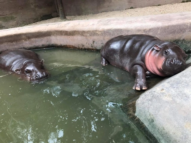 น่ารักกวนๆสไตล์ "น้องหมูตุ๋น" ฮิปโปแคระ นอนกินข้าวเก๋ๆ