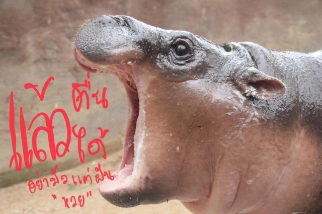 น่ารักกวนๆสไตล์ "น้องหมูตุ๋น" ฮิปโปแคระ นอนกินข้าวเก๋ๆ