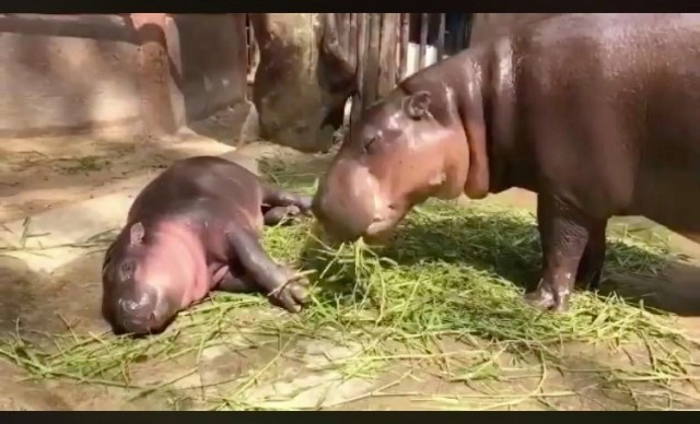 น่ารักกวนๆสไตล์ "น้องหมูตุ๋น" ฮิปโปแคระ นอนกินข้าวเก๋ๆ