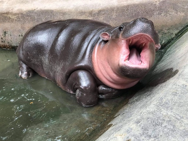 น่ารักกวนๆสไตล์ "น้องหมูตุ๋น" ฮิปโปแคระ นอนกินข้าวเก๋ๆ