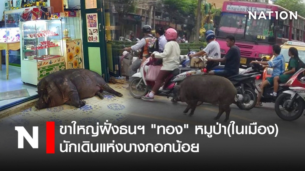 ขาใหญ่ฝั่งธนฯ "ทอง" หมูป่า(ในเมือง) นักเดินแห่งบางกอกน้อย