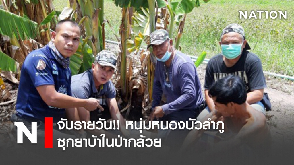 จับรายวัน !! หนุ่มหนองบัวลำภู ซุกยาบ้าในป่ากล้วย จับรายวัน !! หนุ่มหนองบัวลำภู ซุกยาบ้าในป่ากล้วย