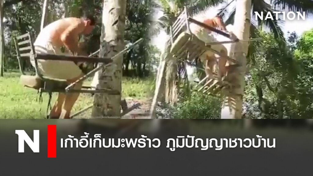 เก้าอี้เก็บมะพร้าว ภูมิปัญญาชาวบ้าน