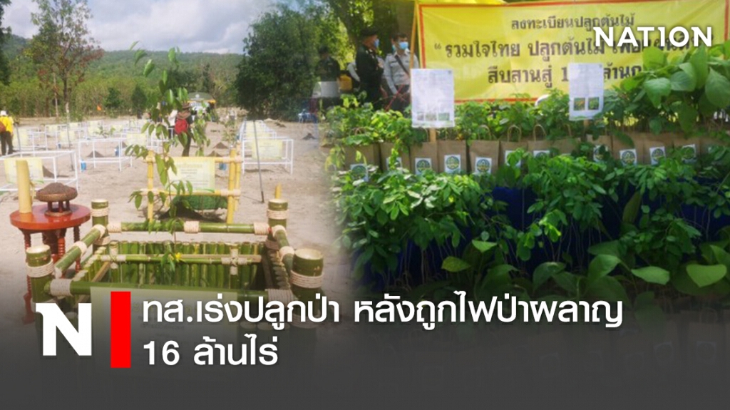 ทส.เร่งปลูกป่า หลังถูกไฟป่าผลาญ16ล้านไร่
