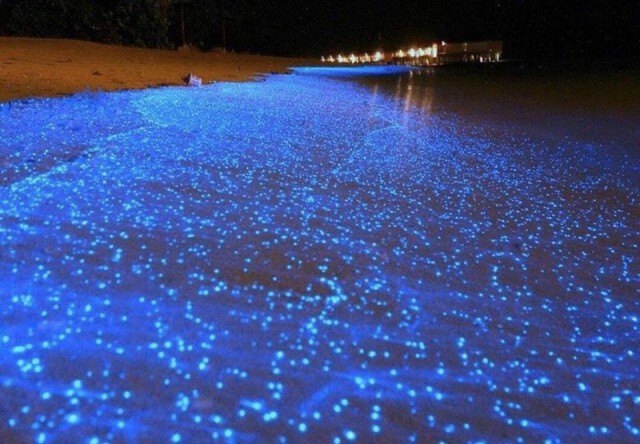 เกิดแพลงก์ตอนเรืองแสงที่ชายหาดเม็กซิโก ในรอบ 60 ปี