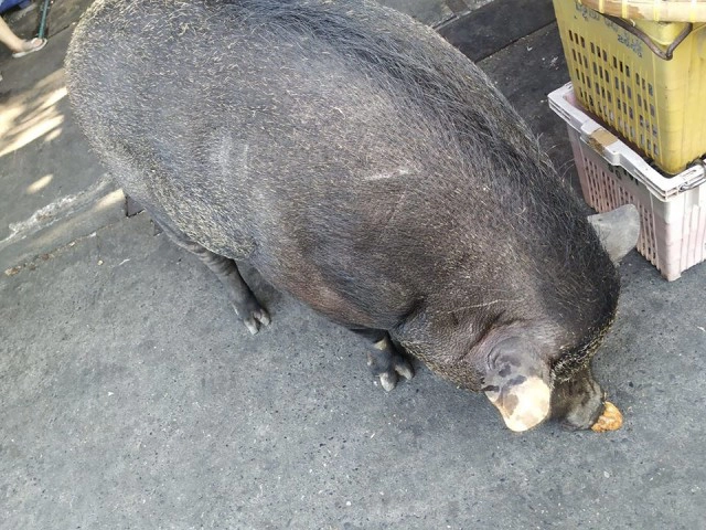 ขาใหญ่ฝั่งธนฯ "ทอง" หมูป่า(ในเมือง) นักเดินแห่งบางกอกน้อย