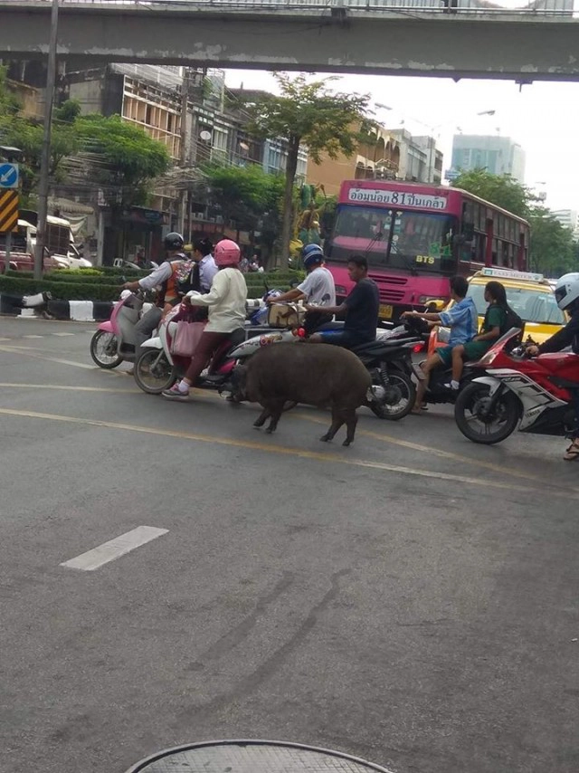 ขาใหญ่ฝั่งธนฯ "ทอง" หมูป่า(ในเมือง) นักเดินแห่งบางกอกน้อย