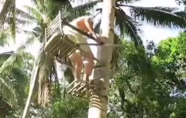 เก้าอี้เก็บมะพร้าว ภูมิปัญญาชาวบ้าน