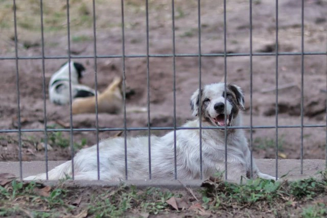 มุมอ่อนโยนของ "แม่ทัพภาคที่ 4" ผู้สร้างสุขให้สุนัขจรจัด