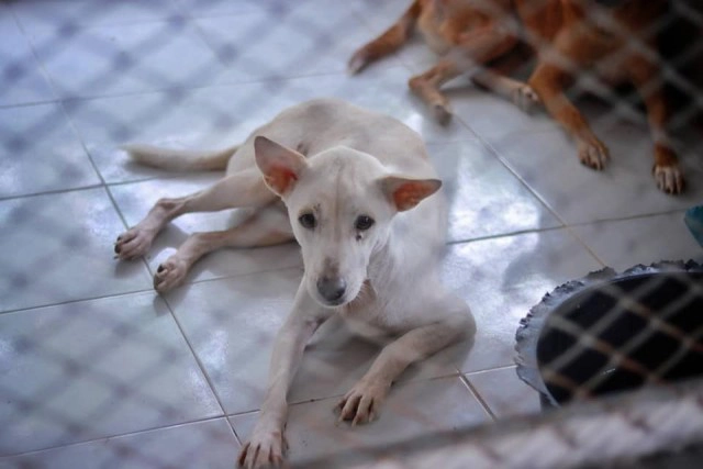 มุมอ่อนโยนของ "แม่ทัพภาคที่ 4" ผู้สร้างสุขให้สุนัขจรจัด