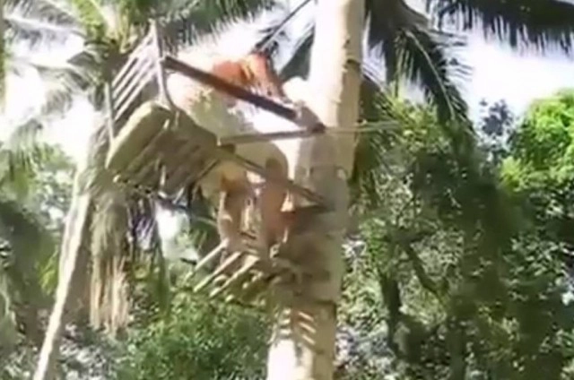 เก้าอี้เก็บมะพร้าว ภูมิปัญญาชาวบ้าน