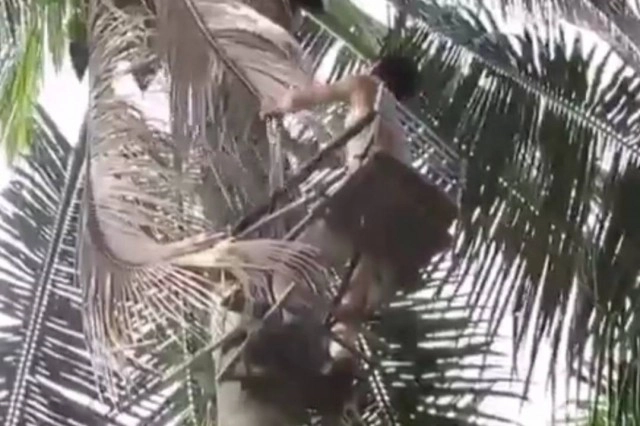 เก้าอี้เก็บมะพร้าว ภูมิปัญญาชาวบ้าน