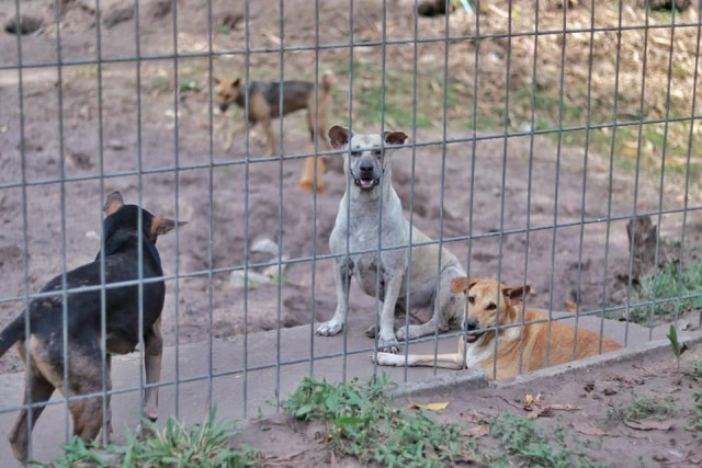 มุมอ่อนโยนของ "แม่ทัพภาคที่ 4" ผู้สร้างสุขให้สุนัขจรจัด