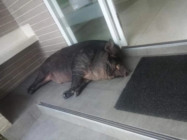 ขาใหญ่ฝั่งธนฯ "ทอง" หมูป่า(ในเมือง) นักเดินแห่งบางกอกน้อย