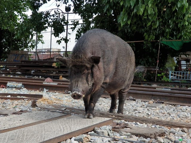 ขาใหญ่ฝั่งธนฯ "ทอง" หมูป่า(ในเมือง) นักเดินแห่งบางกอกน้อย