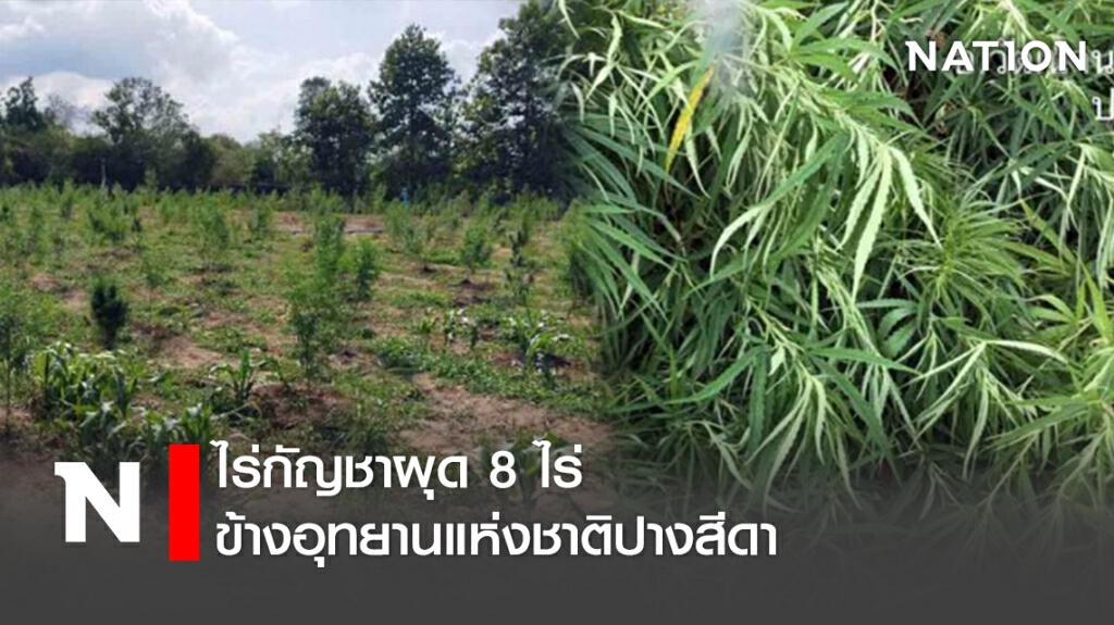 ไร่กัญชาผุด 8 ไร่ ข้างอุทยานแห่งชาติปางสีดา ไร่กัญชาผุด 8 ไร่ ข้างอุทยานแห่งชาติปางสีดา
