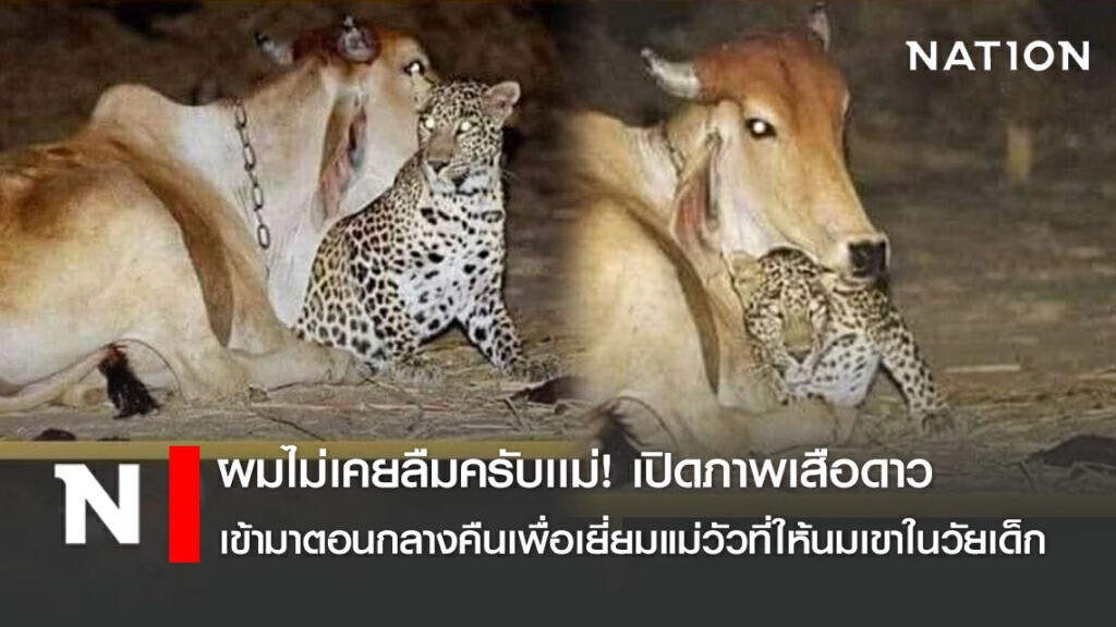 ผมไม่เคยลืมครับเเม่! เปิดภาพเสือดาวเข้ามาตอนกลางคืนเพื่อเยี่ยมแม่วัวที่ให้นมเขาในวัยเด็ก ผมไม่เคยลืมครับเเม่! เปิดภาพเสือดาวเข้ามาตอนกลางคืนเพื่อเยี่ยมแม่วัวที่ให้นมเขาในวัยเด็ก