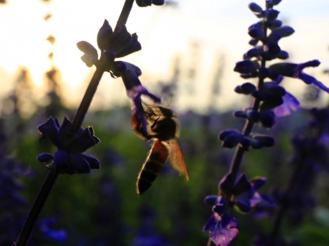 รวมพลเที่ยว "เพชรบูรณ์" ยามเช้า