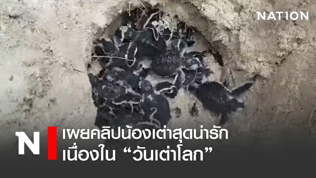 "ดร.ธรณ์" เผยคลิปเต่าน้อยสุดน่ารัก เนื่องในวันเต่าโลก "ดร.ธรณ์" เผยคลิปเต่าน้อยสุดน่ารัก เนื่องในวันเต่าโลก