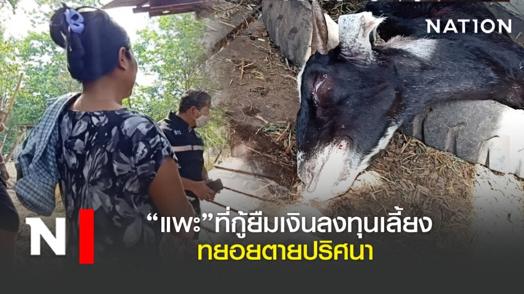 "แพะ" ที่กู้ยืมเงินลงทุนเลี้ยง ทยอยตายปริศนา
