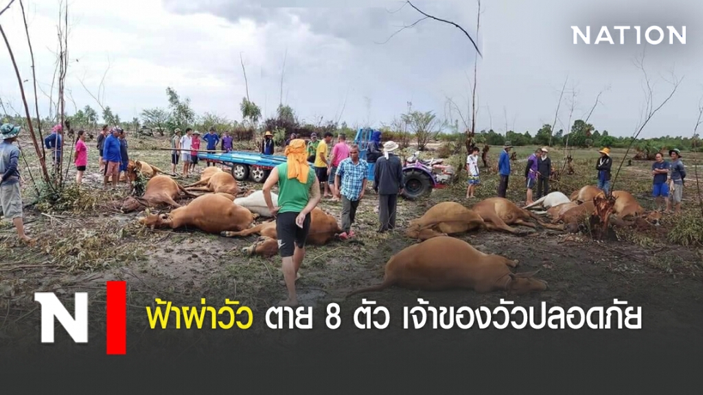 ฟ้าผ่าวัว ตาย 8 ตัว เจ้าของวัวปลอดภัย ฟ้าผ่าวัว ตาย 8 ตัว เจ้าของวัวปลอดภัย