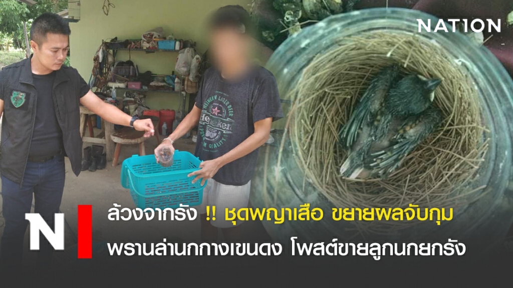 ล้วงจากรัง !! ชุดพญาเสือ ขยายผลจับกุม พรานล่านกกางเขนดง โพสต์ขายลูกนกยกรัง