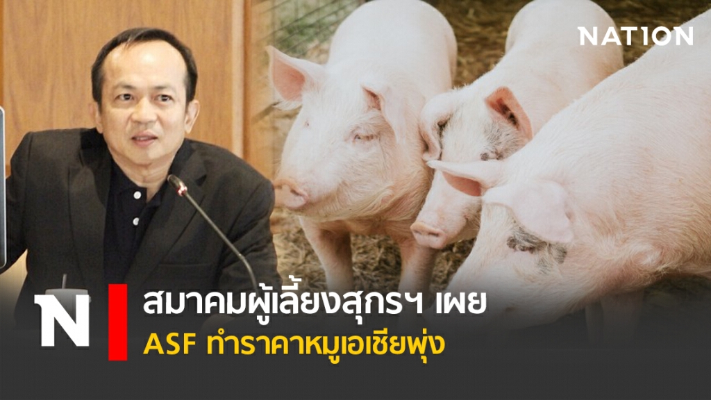 สมาคมผู้เลี้ยงสุกรฯ เผย ASF ทำราคาหมูเอเชียพุ่ง