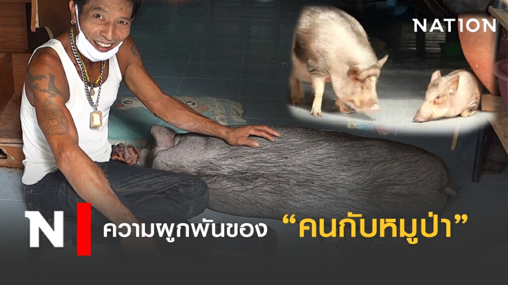 น่าทึ่ง! ความผูกพันของ คนกับหมูป่า