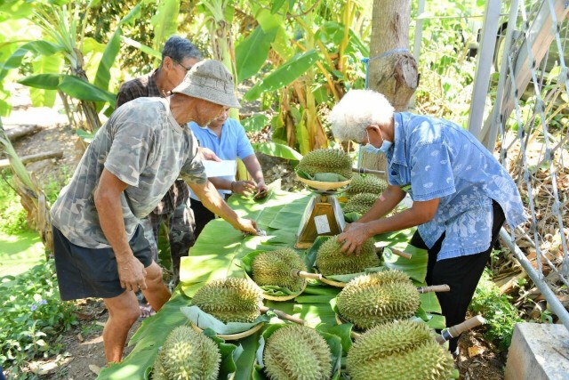 พาณิชย์ จับมือ เซ็นทรัลขาย 'ทุเรียนนนท์' สินค้า GI 1,900 บาท/กก.